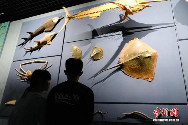 浙江安吉：暑期尾声博物馆热度不减