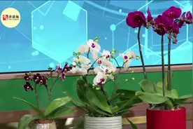 春节将至！香港海关联合渔护署发布重要提醒，这些物品不能入港图片