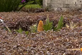 铁树真的开花了！就在昆明的这个绿化带里……图片