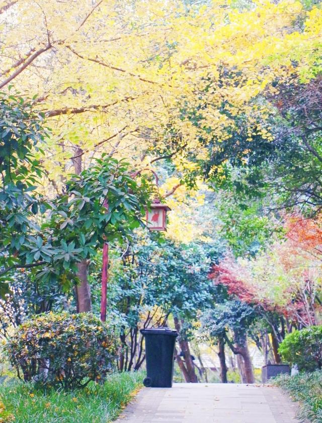 武昌赏秋天花板！这条被推荐100次的山路，迎来最美时刻