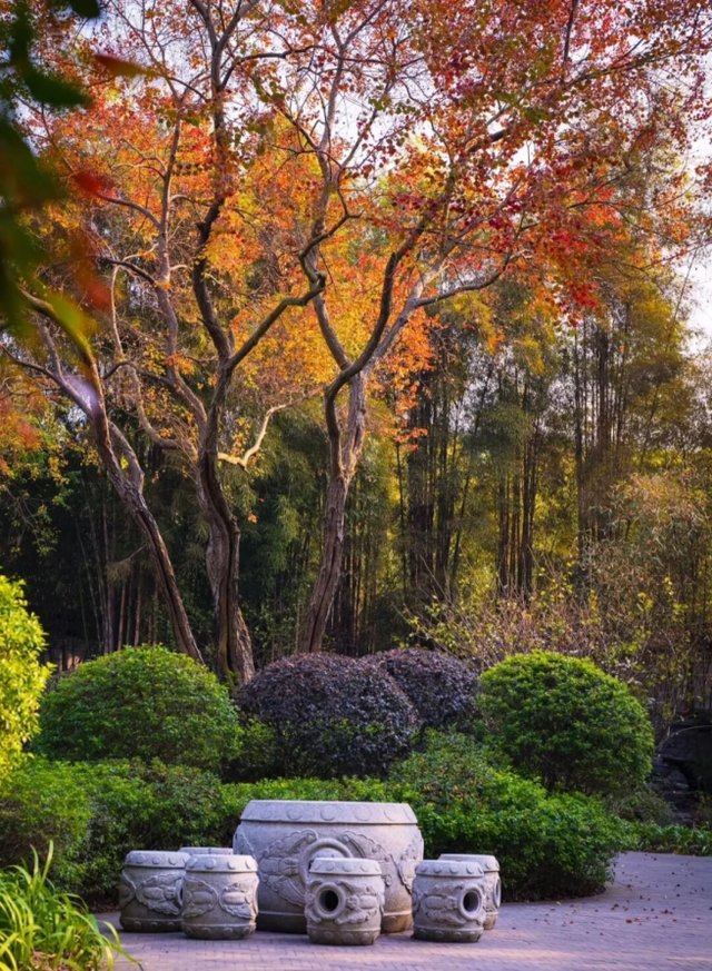 周末去打卡！南宁四大花海上线，20℃暖冬赏花攻略一键收藏！