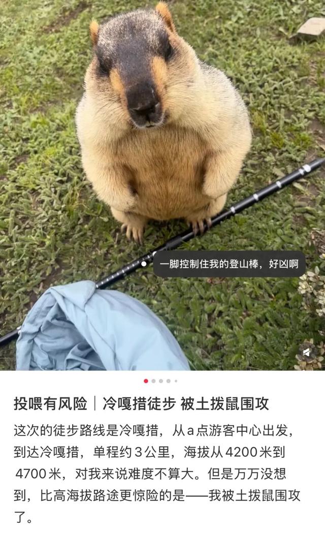 去高原遇到这网红，劝你看看就算了