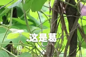 为啥是葛？能吃、能喝，还能修复矿山图片