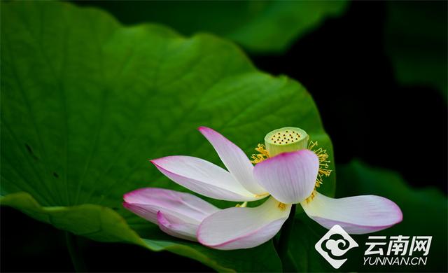 【高清组图】峨山千亩荷花盛放引客来