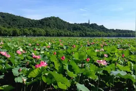 热破纪录的这个8月，再去看一眼西湖荷花吧，错过就要等明年了图片