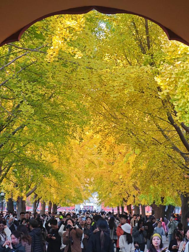 银杏如金！北京秋天真是美极了