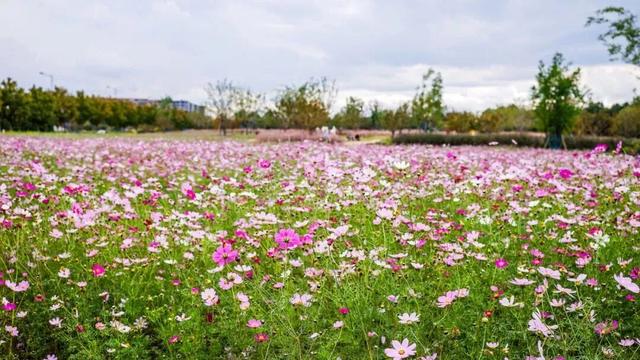 初冬限定！余杭这几处花海，巨出片