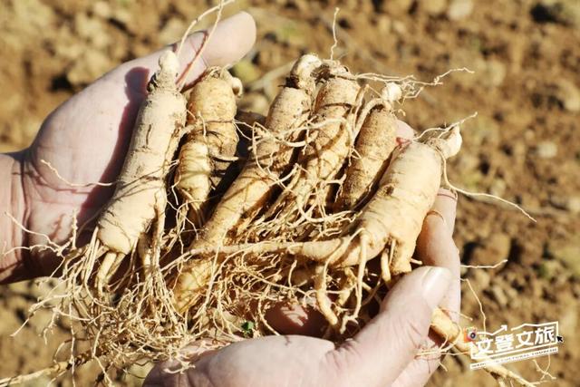 冬游威海 | 2025-2026威海（文登）康养生活季邀您共赴山海之约