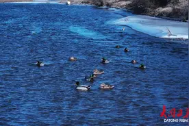 候鸟“打卡”’桑干河湿地公园，春日派对惊艳山西大同图片