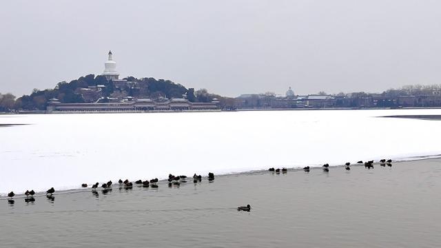 雪后的北海，水鸟舞出冬日最灵动的画卷