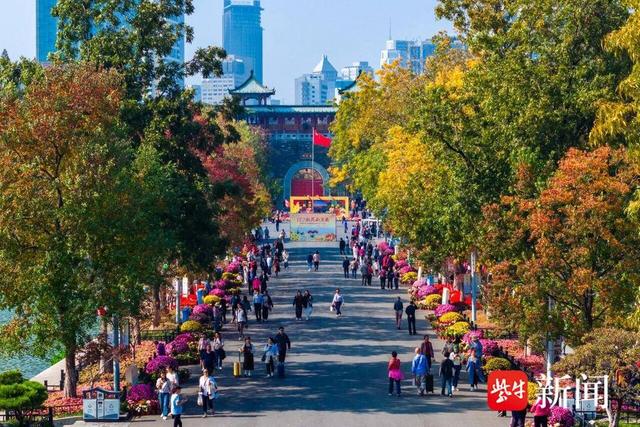 重阳赏菊｜南京“卷”出一城秋色