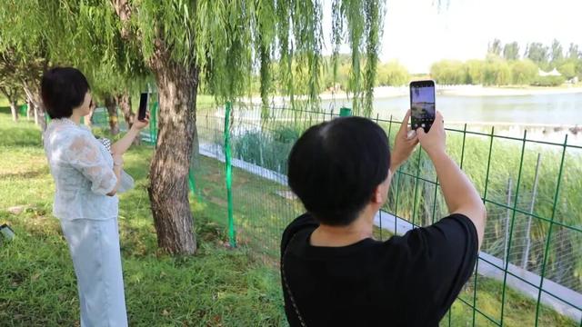 20只黑白天鹅“落户”成安县如意公园