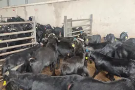 永北镇改良肉羊品种助力乡村振兴图片