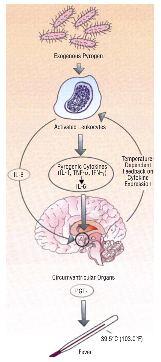 每次感冒都从喉咙痛开始，有啥办法一疼就把病压下去？