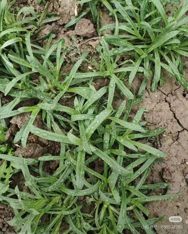 挖疯了！郑州郊外再现“春日名场面”