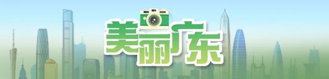 百亩紫薇红透“进士村”！清远连州这片晨光花海藏不住了