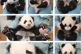 七宝同框！秦岭大熊猫研究中心今年已繁育7只幼仔图片