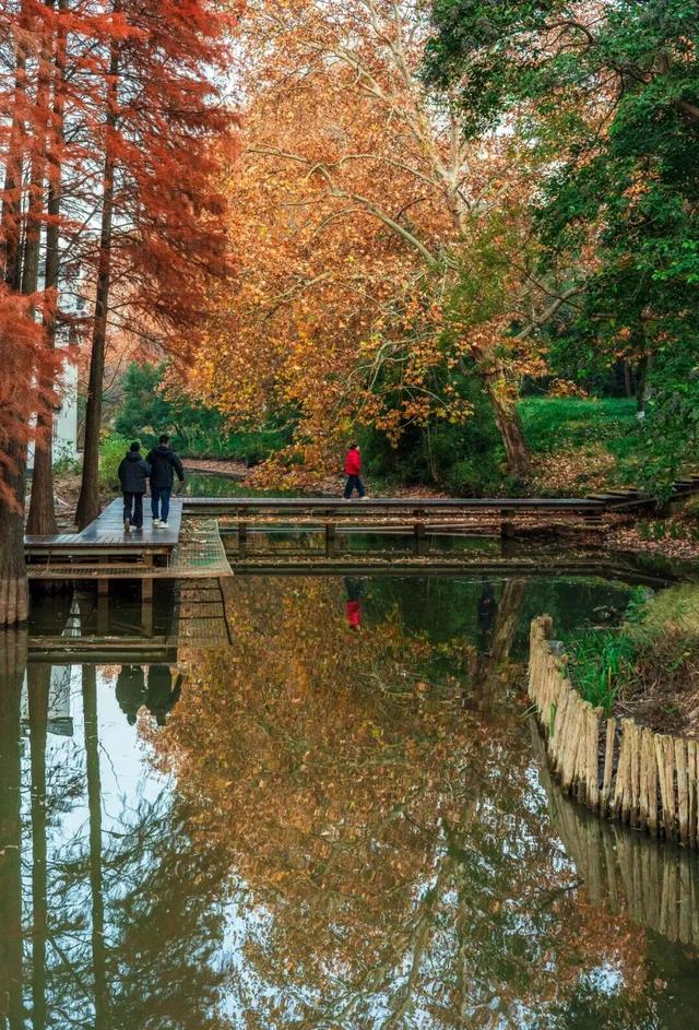 巨出片！马鞍山这里进入最佳观赏期