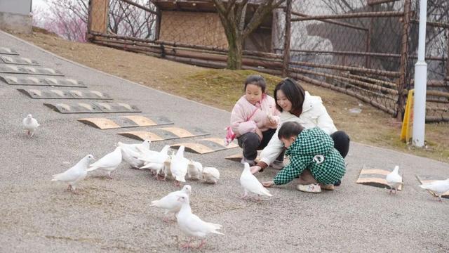 梅花提前近20天绽放 名山这份冬日浪漫藏不住了~