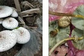 不要买、不要吃！医生紧急提醒图片