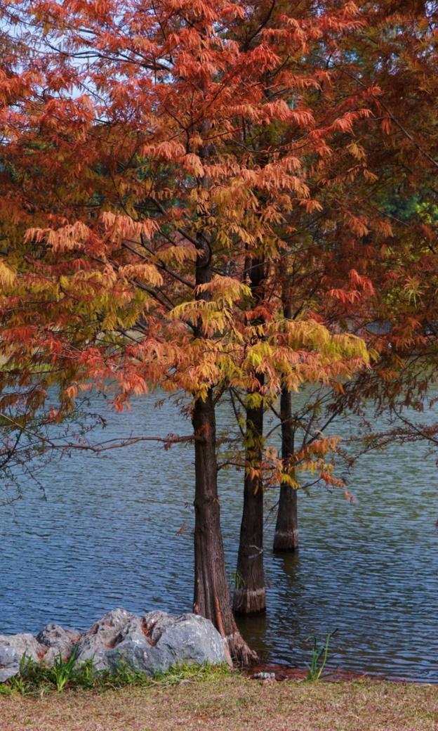 进入观赏期！东莞多处落羽杉，红了！