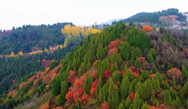 美绝！临潼初冬的含金量还在上升→