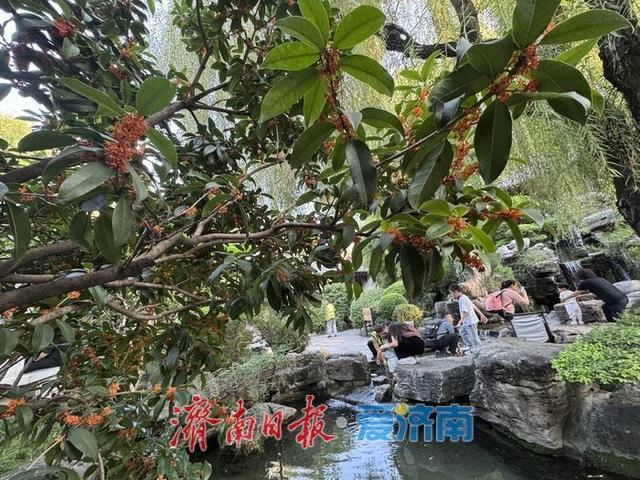 一年四季 泉在济南 | 桂花飘香 沁人心脾
