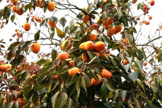 秋韵未央！来威海临港区，邂逅五彩斑斓的美！