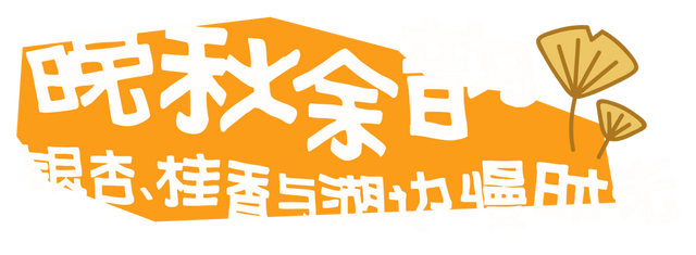 闵行的晚秋，太温柔