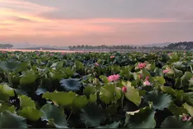 杭州或热到全国连续高温日数第一 浙江天气即将转折图片