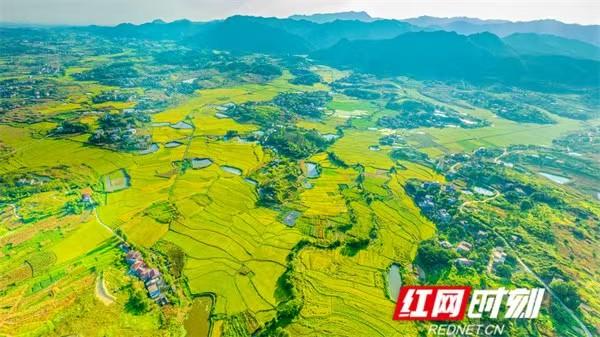 文化永州丨嶷山阿云：稻之缘