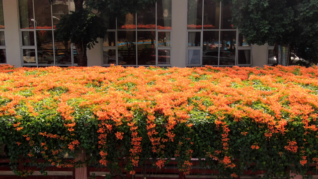 花开如瀑！新会这条“炮仗花廊”美爆了