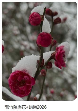 梅花盛放！京城“梅园”汇总来了