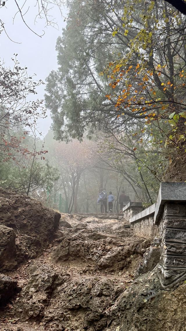 新视界｜济南佛慧山：初冬木叶黄 山高雾沾衣