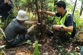101个洞穴！广东西江烂柯山发现中华穿山甲种群图片