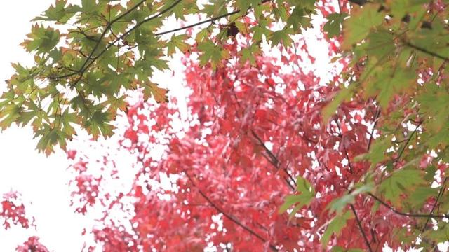 崇川，枫叶红了！