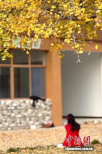 湖北安陆千年银杏林换“金装”