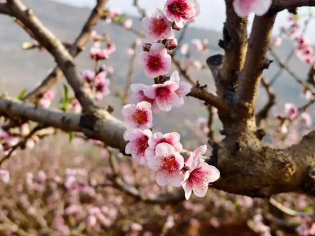 粉色风暴来袭！花雨芬芳，东川这里桃花已燃！