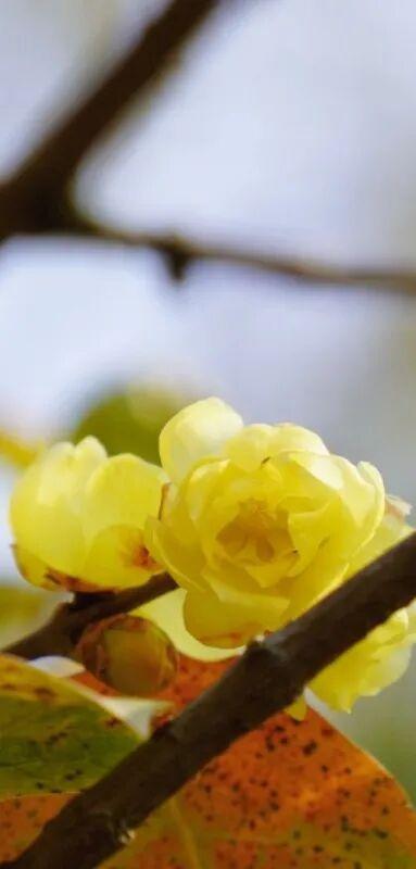 太仓“中式美学天花板”，要来了！