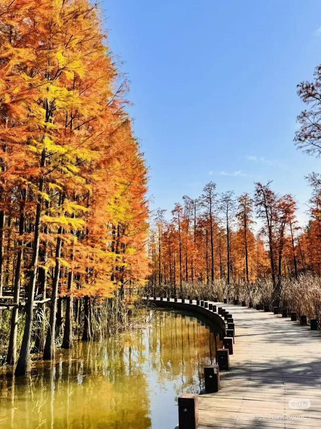 不是在云南，南充这里的水杉被问爆了~