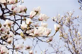 春日“探花” 打卡花开的地方图片