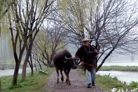 最忆是乡间|春鸟图片