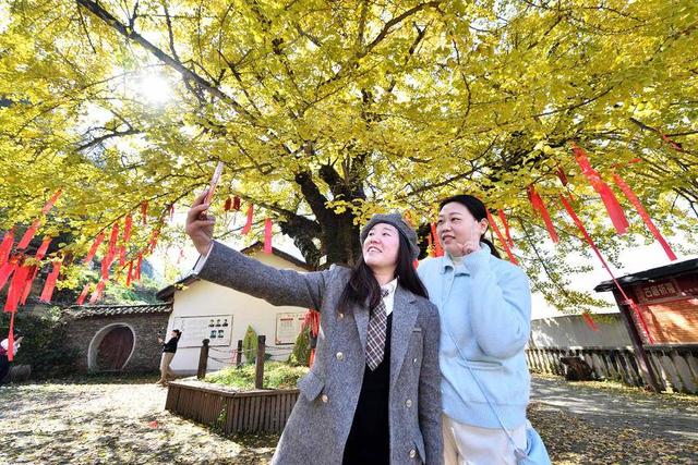 保康：千年银杏披“金甲” 绚烂秋色醉游人