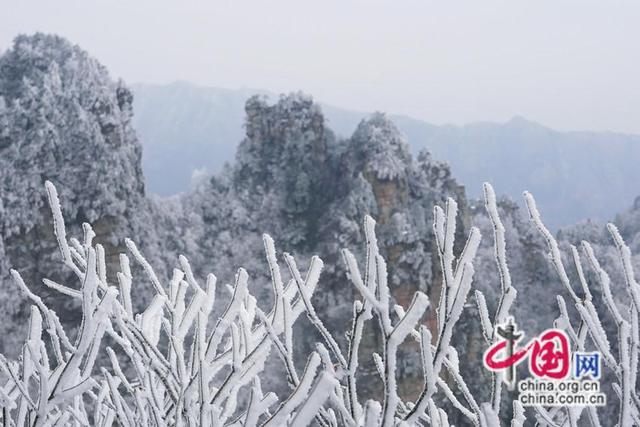 踏雪赏梅之旅 中外游客共赏张家冬日限定仙境