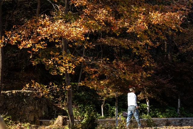 随手拍都是“壁纸”风光！武汉黄陂清凉寨银杏已黄、红叶已红，进入最佳赏秋期