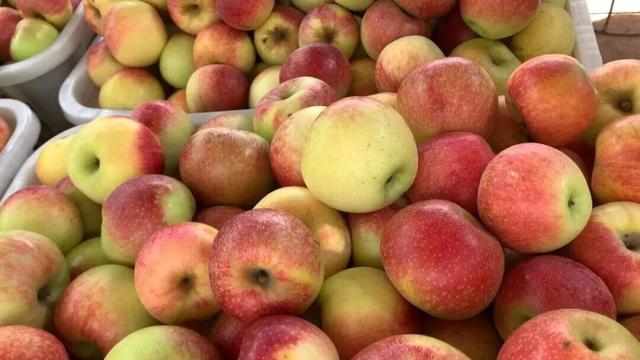 河南初冬的第一口甜，等你来尝！