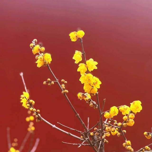 花开有时・四季有诗