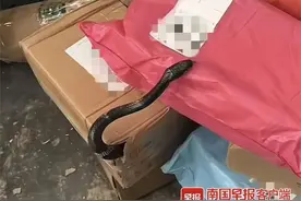 吓人！广西一快递网点的包裹里钻出一条蛇！快递公司回应图片