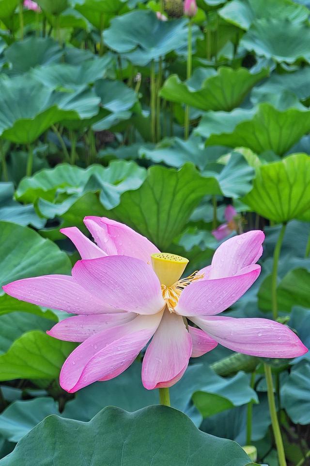 雨洗新荷！崔家窑湿地公园秒变莫奈花园