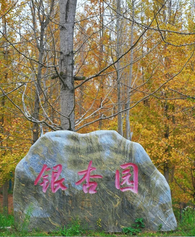 荆州赏秋地图｜不止中心城区！荆州县域秋景图鉴出炉，N个绝美点位等你来打卡！